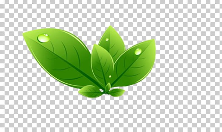 Leaf Seedling Shoot PNG, Clipart, Autumn Leaf, Beautiful, Beautiful Foliage, Computer Wallpaper, Download Free PNG Download