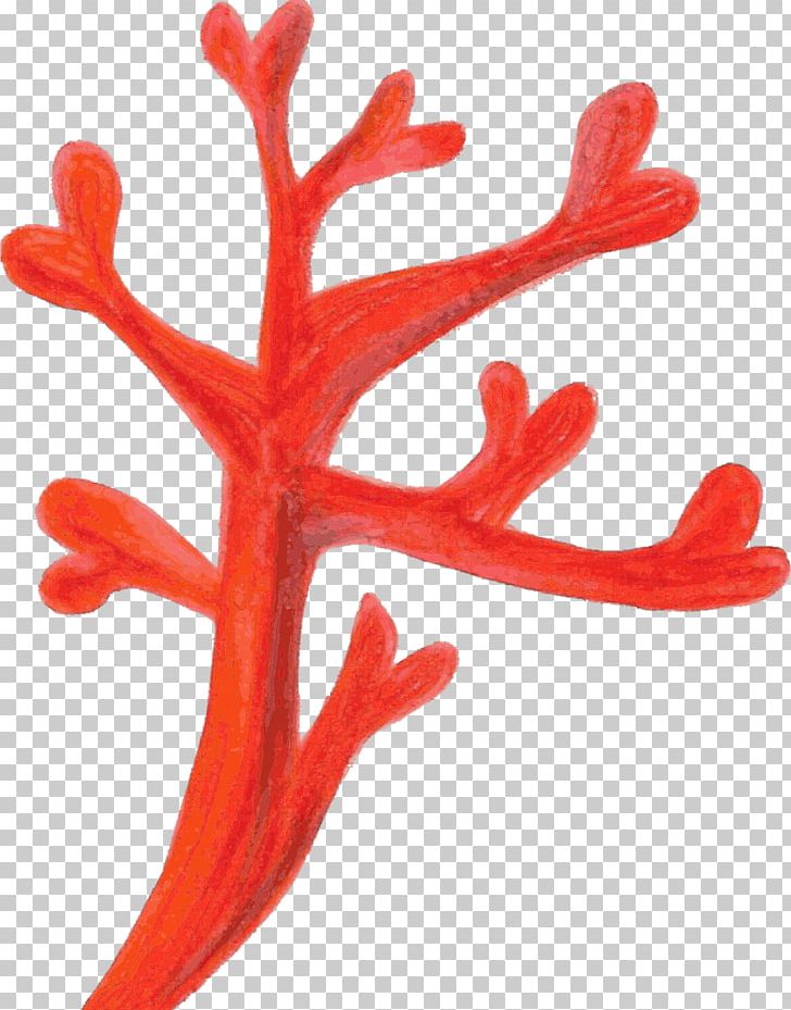 Red Coral Coral Reef PNG, Clipart, Antler, Computer Icons, Coral, Coral Reef, Deepwater Coral Free PNG Download