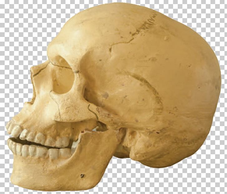 Tautavel Man Skull Jaw Homo Sapiens Human Tooth PNG, Clipart, 3d Human Tooth, Animal, Bone, Fantasy, Head Free PNG Download
