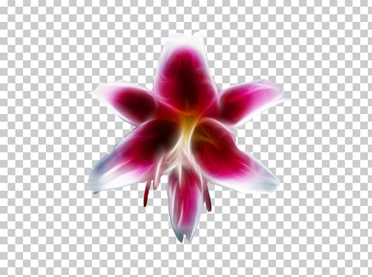 Moth Orchids Close-up PNG, Clipart, Closeup, Closeup, Flora, Flower, Flowering Plant Free PNG Download