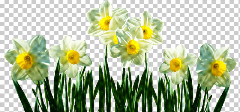 Wild Daffodil Bunch-flowered Daffodil Tulip Ornamental Plant Lily PNG, Clipart, Bulb, Bunchflowered Daffodil, Daffodil, Flower, Lily Free PNG Download