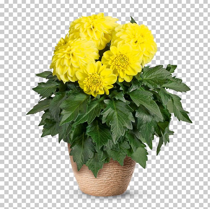 Chrysanthemum Flowerpot Plants Floral Design PNG, Clipart, Agriculture, Annual Plant, Chrysanthemum, Chrysanths, Cut Flowers Free PNG Download