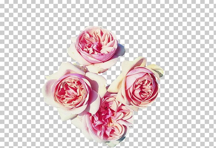 Rosa Peace Hybrid Tea Rose Garden Roses Flower Rose Garden PNG, Clipart,  Free PNG Download