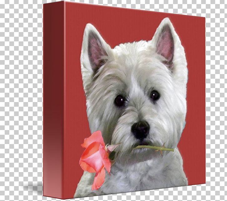 West Highland White Terrier Cairn Terrier Dog Breed Companion Dog PNG, Clipart, Animal, Breed, Cairn Terrier, Canidae, Carnivora Free PNG Download