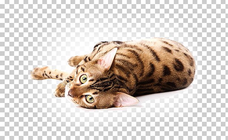 Bengal Cat Savannah Cat Kitten Cat Food Dog PNG, Clipart, Animal, Animals, Bengal, Carnivoran, Cat Free PNG Download