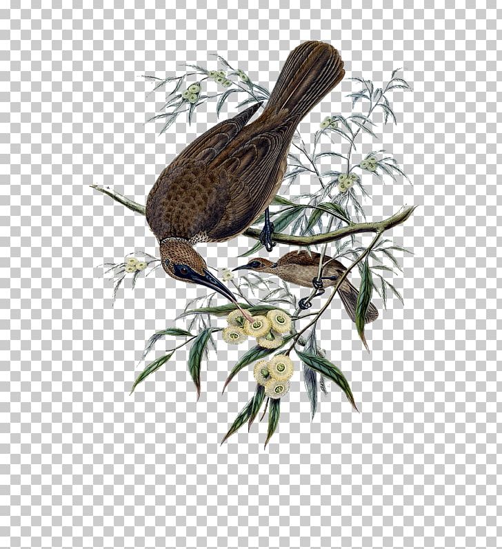 Bird Art Photography PNG, Clipart, Animals, Art, Beak, Bird, Bird Nest Free PNG Download