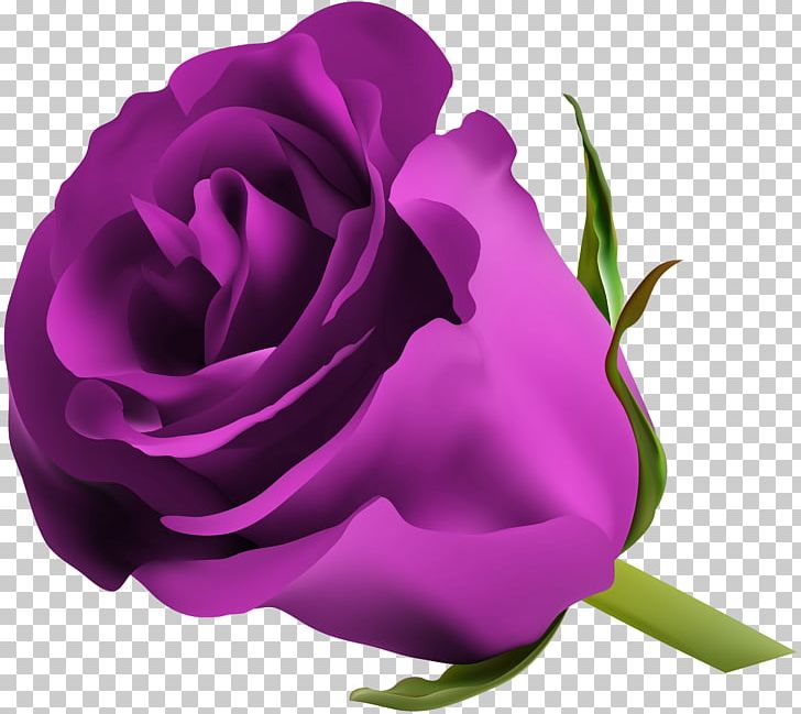 Blue Rose Flower PNG, Clipart, Blue, Blue Rose, China Rose, Closeup, Color Free PNG Download