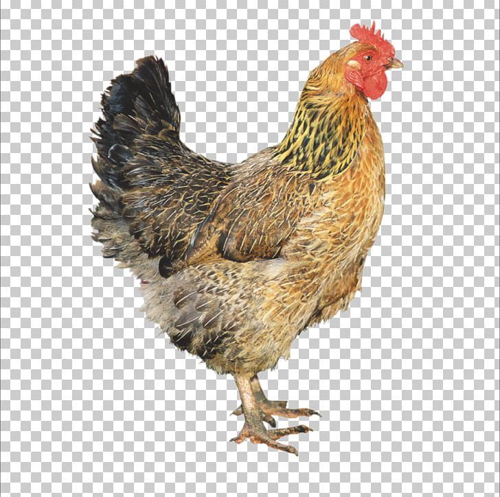 Chicken Broiler Meat PNG, Clipart, Animals, Beak, Bird, Chicken, Chicken Burger Free PNG Download