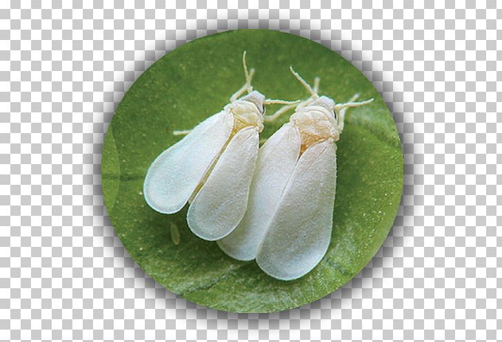 Insect Greenhouse Whitefly Pest Silverleaf Whitefly Aphid PNG, Clipart, Animals, Aphid, Citrus, Common Guava, Homoptera Free PNG Download