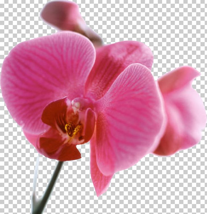 Orchids AllPosters.com Printmaking Art.com Color PNG, Clipart, Allposterscom, Art, Artcom, Blossom, Blossoms Free PNG Download