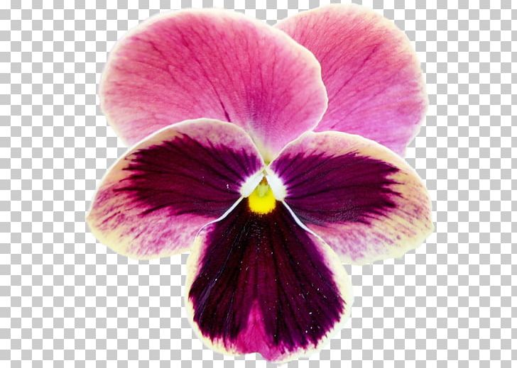 Pansy Violet Moth Orchids Close-up PNG, Clipart, Close Up, Closeup, Flower, Flowering Plant, Gorselleri Free PNG Download