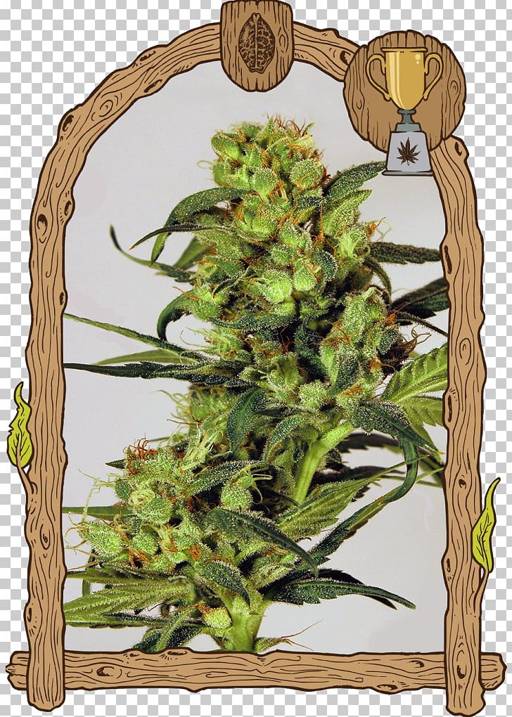 Seed Bank Cannabis Sativa Grow Shop PNG, Clipart, Autoflowering Cannabis, Bank, Bitch, Cannabis, Cannabis Sativa Free PNG Download