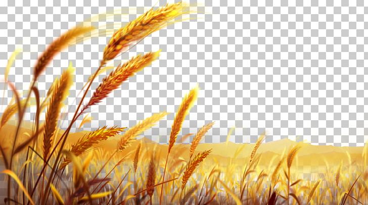 Wheat Dough PNG, Clipart, Beautiful Golden Wheat Field, Beauty, Bread, Cereal, Food Grain Free PNG Download