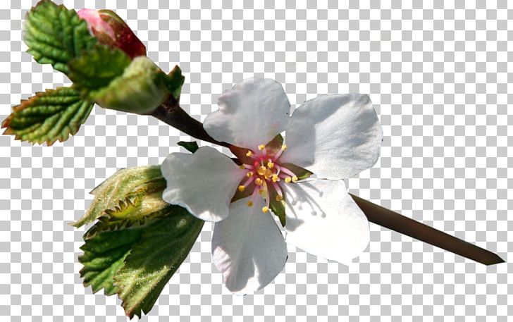 Flower Limon.KG PNG, Clipart, April 20, April 25, Bishkek, Blossom, Branch Free PNG Download