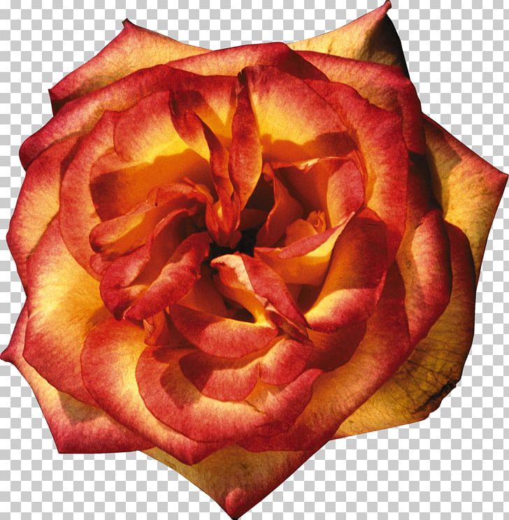 Garden Roses Orange Yellow PNG, Clipart, Beach Rose, Cut Flowers, Depositfiles, Flower, Flowering Plant Free PNG Download