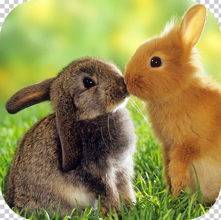 Lionhead Rabbit Desktop Bunny Bonanza Guinea Pig PNG, Clipart, Animal, Animals, Cuteness, Desktop Wallpaper, Domestic Rabbit Free PNG Download
