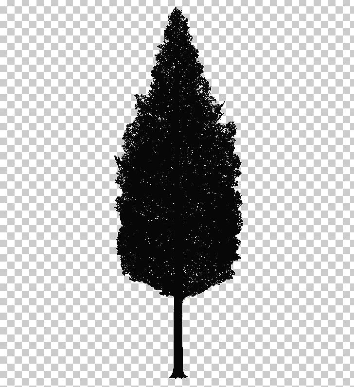Spruce Christmas Tree Pine New Year PNG, Clipart, Black And White, Branch, Christmas, Christmas Tree, Conifer Free PNG Download