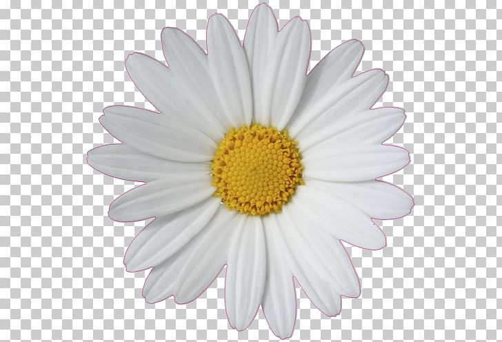 Common Daisy Daisy Chain Daisy Family PNG, Clipart, 3d Affixed Mural, Aster, Chrysanths, Common Daisy, Daisy Free PNG Download