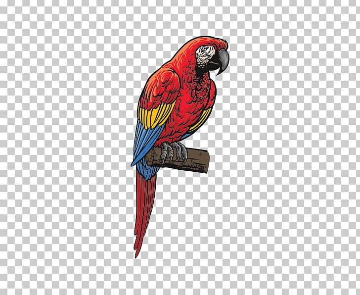 Blue-and-yellow Macaw Parrot Loriini Parakeet PNG, Clipart, Animals, Beak, Bird, Blueandyellow Macaw, Common Pet Parakeet Free PNG Download