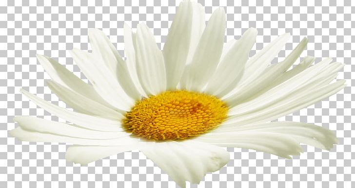 Chrysanthemum Cut Flowers Oxeye Daisy Petal PNG, Clipart, Aster, Camomile, Chamaemelum Nobile, Chrysanthemum, Chrysanths Free PNG Download