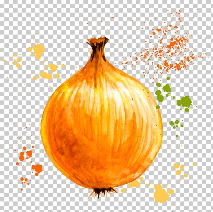 Onion Ring Vegetable Watercolor Painting PNG, Clipart, Auglis, Cartoon, Drawing Vector, Food, Fruit Free PNG Download