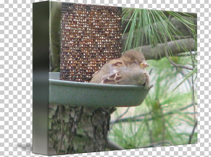 Chipmunk Squirrel Ecosystem Fauna Bird Feeders Png Clipart