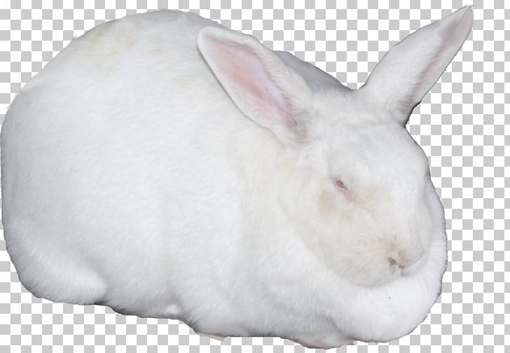 Domestic Rabbit Hare Snout PNG, Clipart, Animals, Car, Domestic Rabbit, Hare, Mammal Free PNG Download