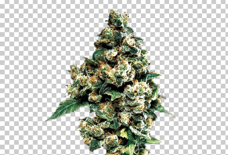 Cannabis Cup Kush Haze Seed PNG, Clipart, Autoflowering Cannabis, Cannabis, Cannabis Cup, Cannabis Sativa, Christmas Decoration Free PNG Download