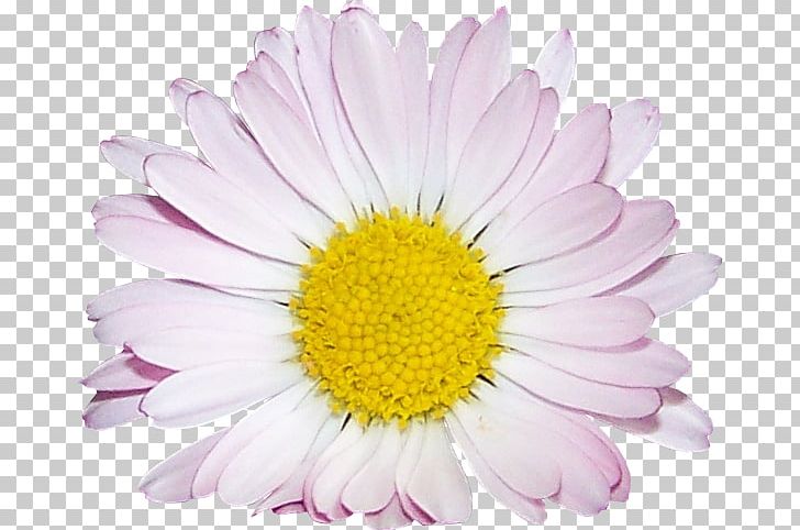 Common Daisy Oxeye Daisy Chrysanthemum Argyranthemum Frutescens Cut Flowers PNG, Clipart, Annual Plant, Argyranthemum Frutescens, Aster, Bud, Chrysanthemum Free PNG Download