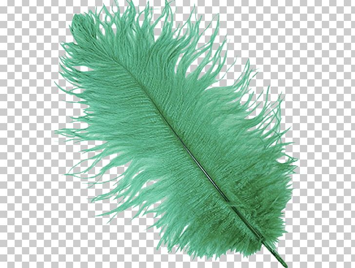 Feather Turquoise PNG, Clipart, Feather, Grass, Ostrich Plume, Quill, Turquoise Free PNG Download