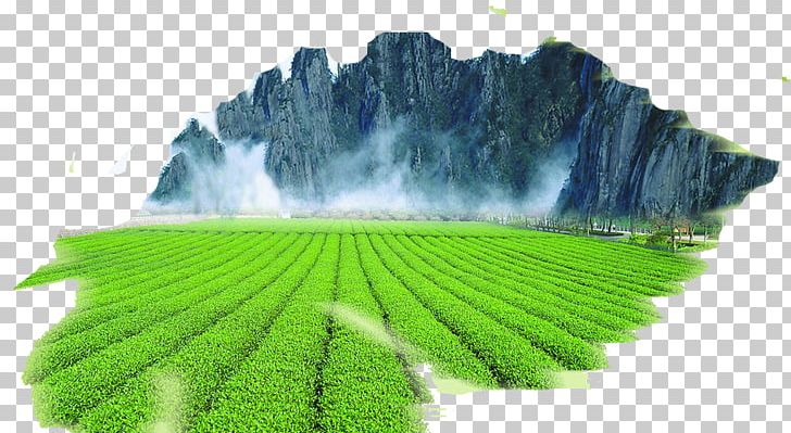 Wuyi Tea Green Tea Mount Heng Longjing Tea PNG, Clipart, Camellia Sinensis, Chinas Famous Teas, Computer Wallpaper, Energy, Field Free PNG Download