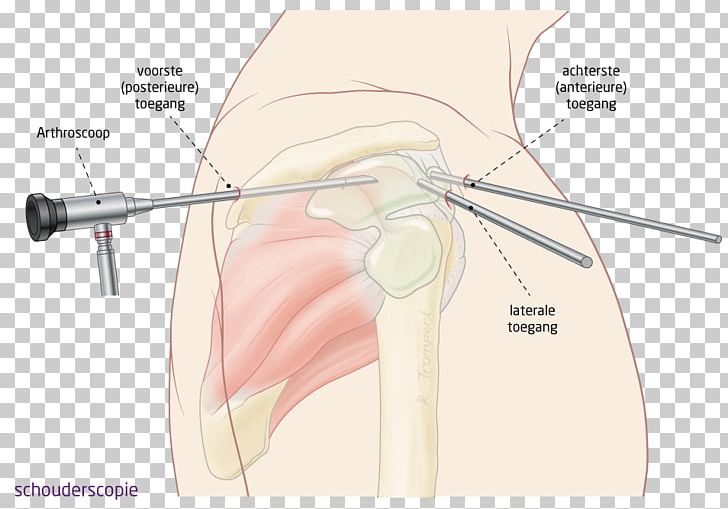 Ear Hip Jaw Finger Mouth PNG, Clipart, Angle, Arm, Bone, Diagram, Ear Free PNG Download