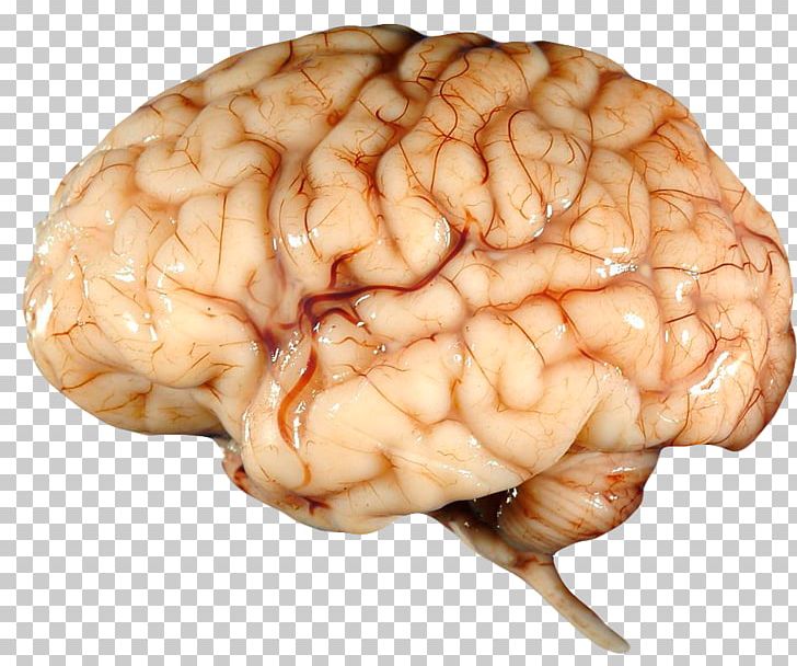 Human Brain Human Body Albert Einstein's Brain Nervous System PNG, Clipart, Human Body, Human Brain, Nervous System Free PNG Download