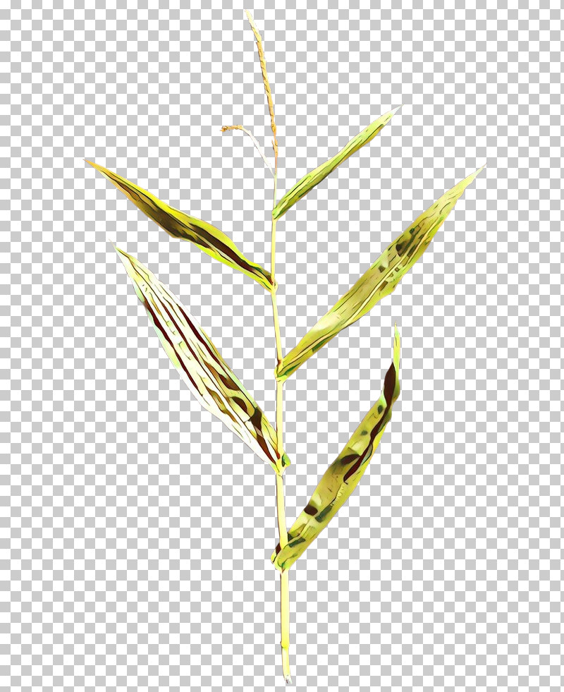 Elymus Repens Plant Leaf Grass Family Grass PNG, Clipart, Elymus Repens, Flower, Grass, Grass Family, Leaf Free PNG Download