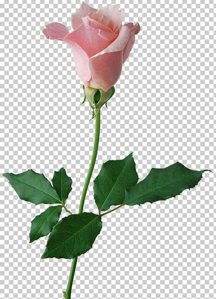 Black Rose Rose Oil PNG, Clipart, Black Rose, Bud, Centifolia Roses, Cut Flowers, Desktop Wallpaper Free PNG Download