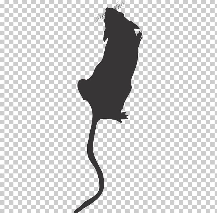 Cat Mouse Rat Rodent PNG, Clipart, Animal, Animals, Big Cats, Black, Black And White Free PNG Download