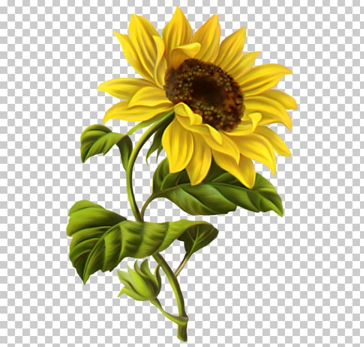 Drawing Common Sunflower Watercolor Painting Sketch PNG, Clipart, Art, Common Sunflower, Daisy Family, Design, Drawing Free PNG Download