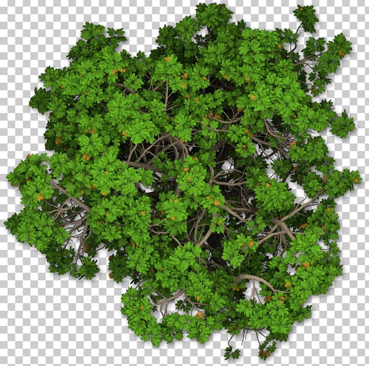 Mediterranean Cypress Tree Shrub Pine PNG, Clipart, Cupressus, Cypress Tree, Google Search, Grass, Herb Free PNG Download