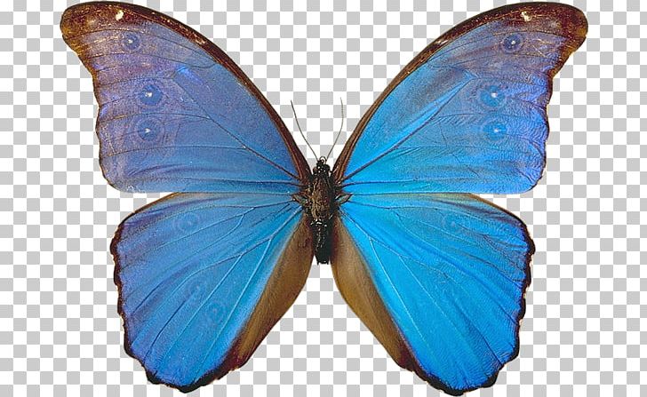 Monarch Butterfly Insect Gossamer-winged Butterflies Blue PNG, Clipart, Animal, Arthropod, Blue, Bozzolo, Brush Footed Butterfly Free PNG Download