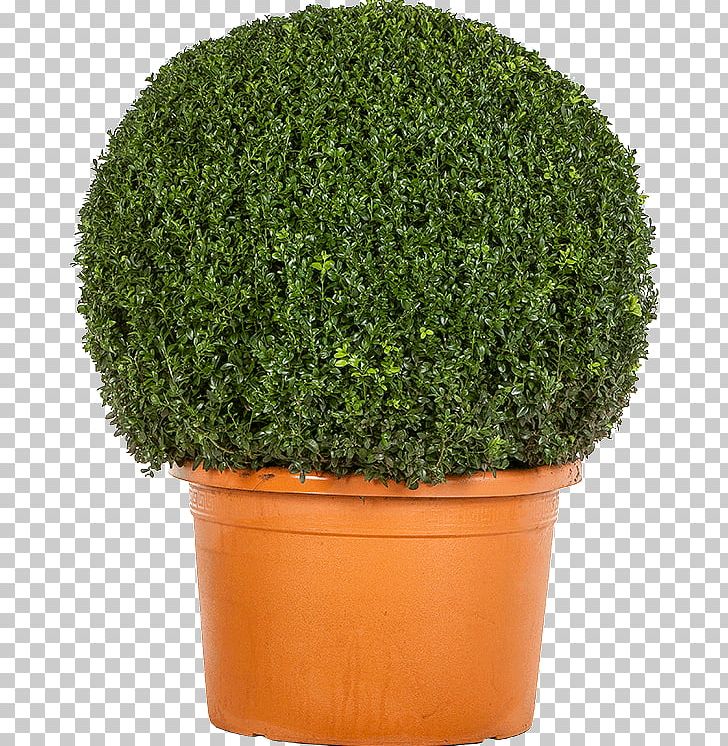 Shrub Evergreen Tree Flowerpot Herb PNG, Clipart, Bol, Buxus, Buxus Sempervirens, Evergreen, Flowerpot Free PNG Download