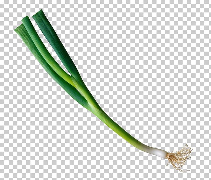 Allium Fistulosum Onion PNG, Clipart, Adobe Illustrator, Allium Fistulosum, Banco De Imagens, Clip Art, Download Free PNG Download