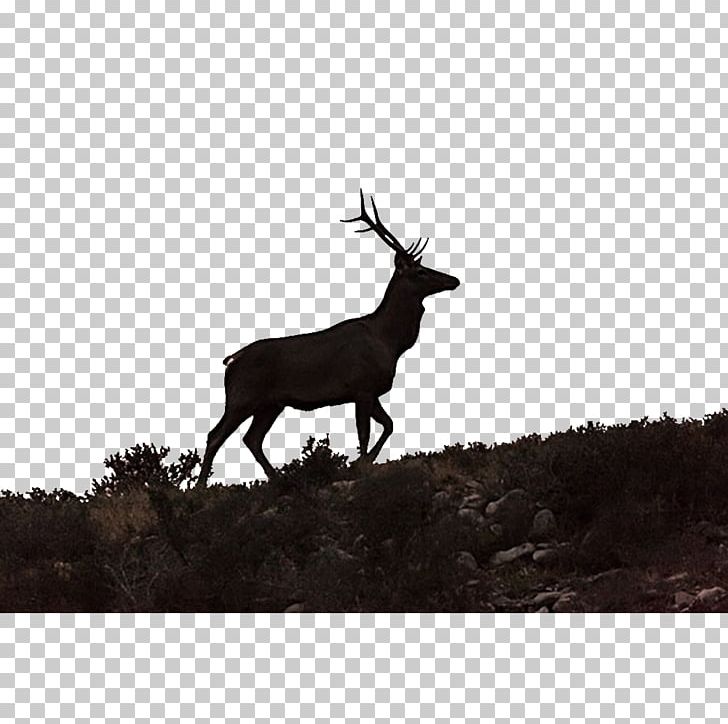 Elk Reindeer PNG, Clipart, Animal, Animals, Antler, Artworks, Black And White Free PNG Download