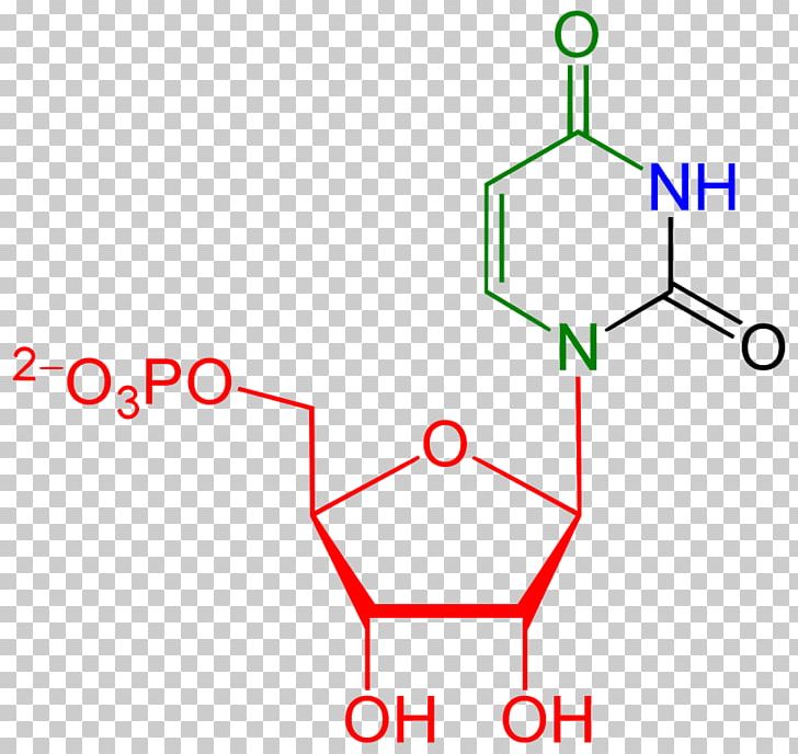 RNA Uridine Nucleoside Triphosphate Uracil Uric Acid PNG, Clipart, Adenosine, Adenosine Triphosphate, Angle, Area, Chemical Structure Free PNG Download