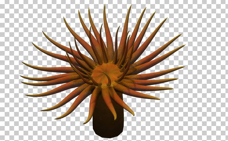 Sea Anemone Plant PNG, Clipart, Anemone, Animal, Coral, Daisy Family, Deviantart Free PNG Download
