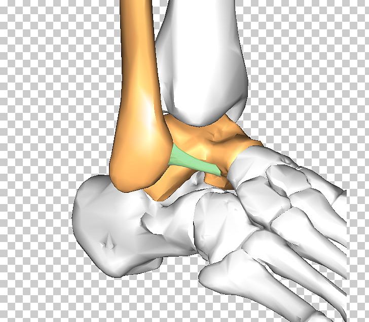 Thumb Hip Ankle Ligament Talus Bone PNG, Clipart, Abdomen, Anatomy, Ankle, Arm, Chiropractor Free PNG Download