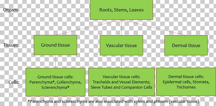 Diagram Ground Tissue Vascular Tissue Plant Stem PNG, Clipart, Anatomy, Angle, Area, Brand, Cell Free PNG Download