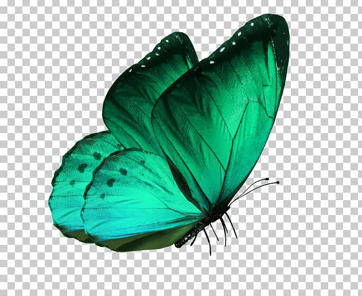 Stock Photography PNG, Clipart, Arthropod, Blue, Butterflies, Butterfly, Clip Art Free PNG Download