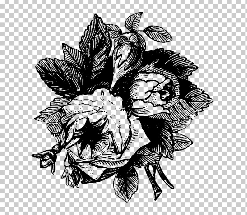 Black-and-white Flower Plant Drawing Sketch PNG, Clipart, Blackandwhite, Drawing, Flower, Plant Free PNG Download