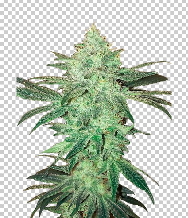 Autoflowering Cannabis Seed Bank Marijuana PNG, Clipart, Auto, Autoflowering Cannabis, Cannabis, Cannabis Sativa, Genetics Free PNG Download