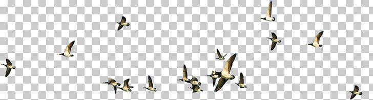 Bird Flight Flock PNG, Clipart, Air, Animals, Bird, Bird Cage, Bird Flight Free PNG Download